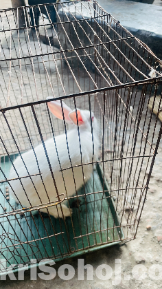 মেয়ে খরগোশ